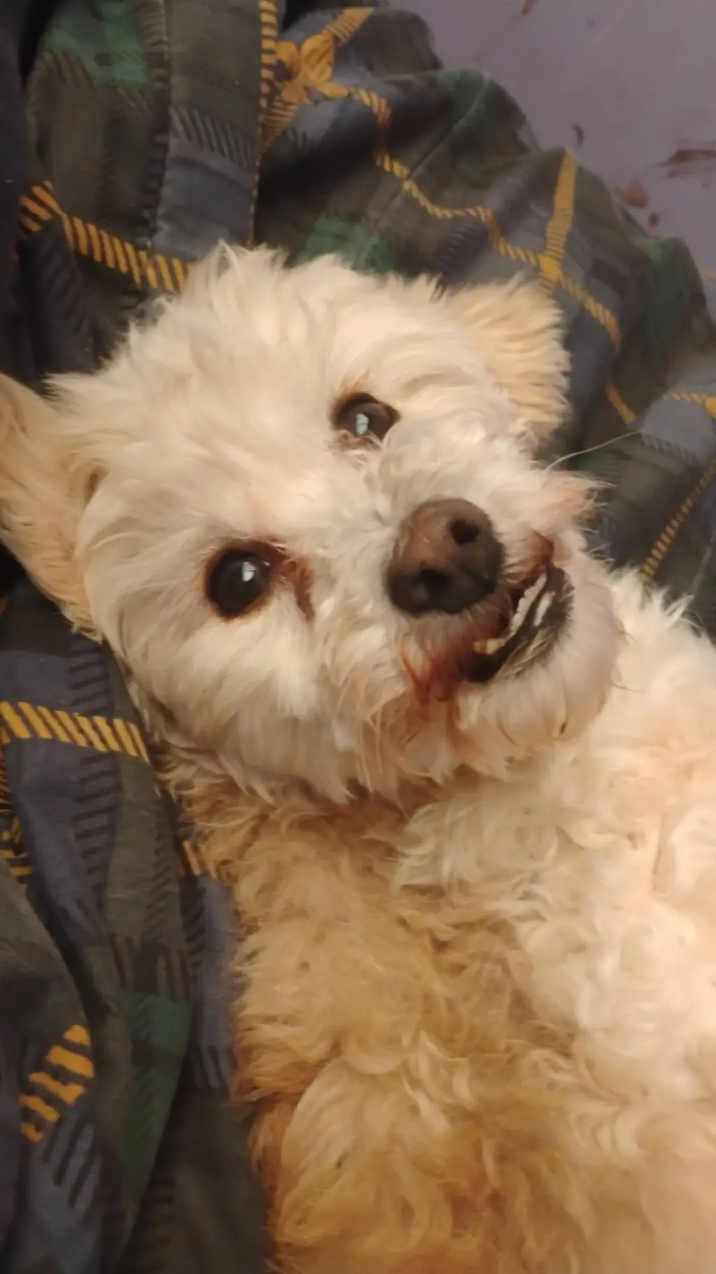 ai character: El es mi perro :D background