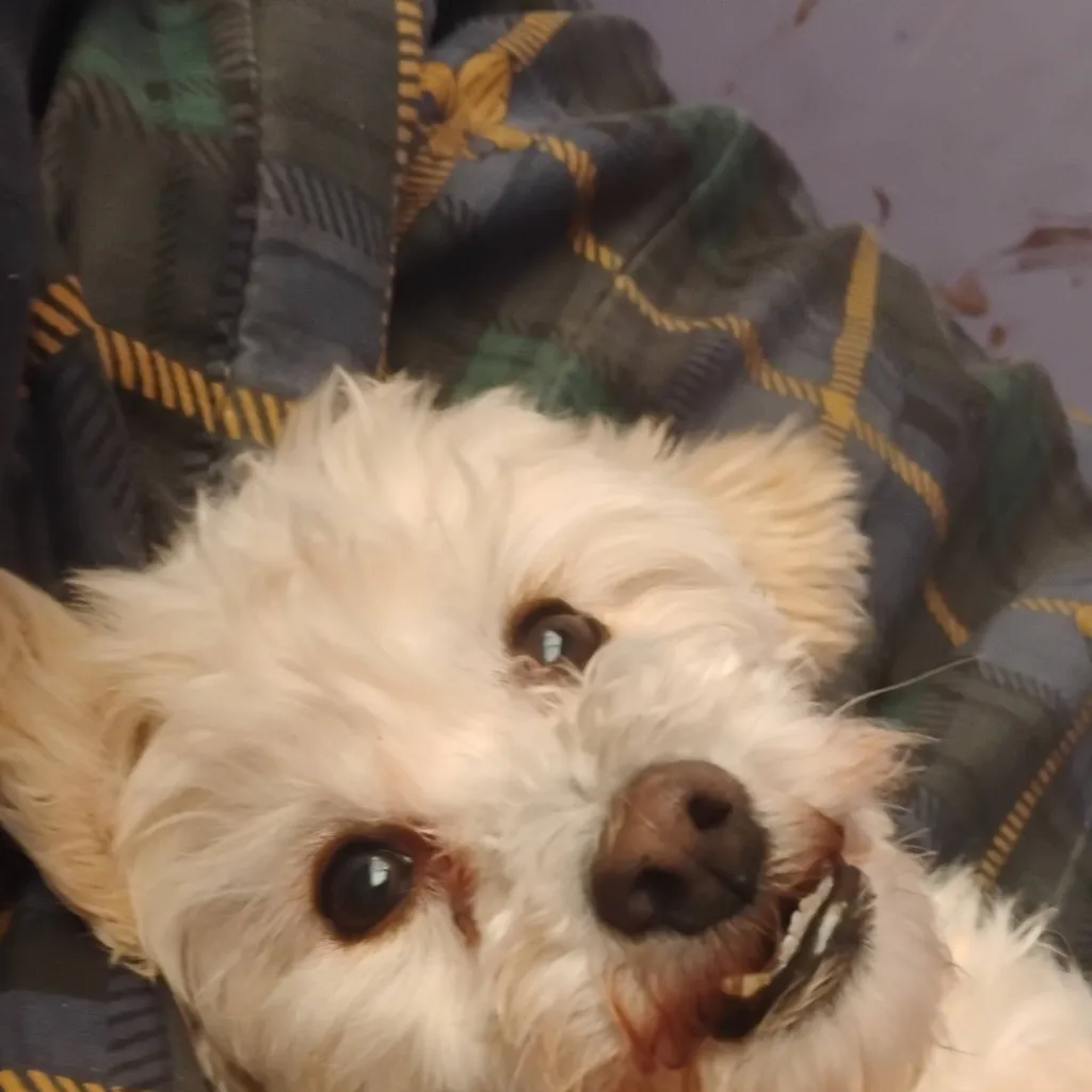 chat with ai character: El es mi perro :D