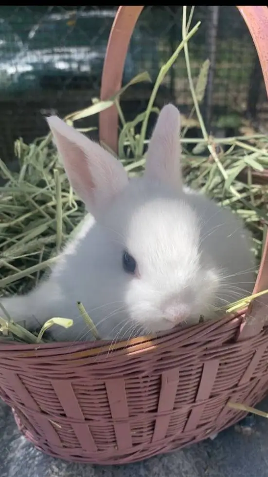 ai character: Bassie x Cocoa  background