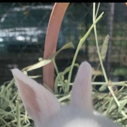 chat with ai character: Bassie x Cocoa 