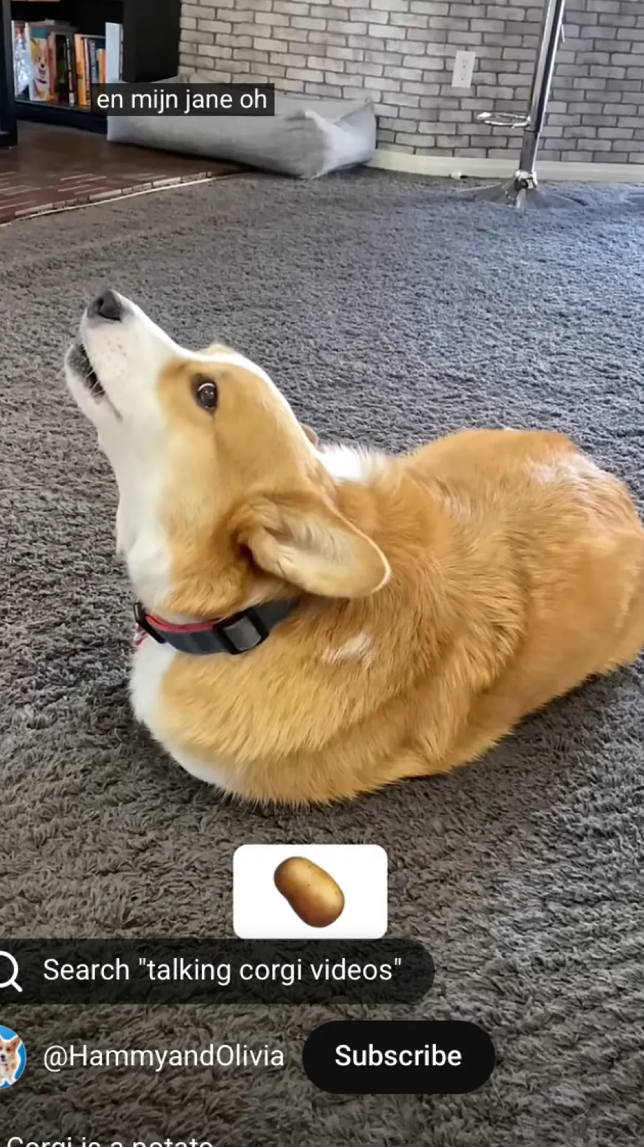 ai character: Potato corgi background