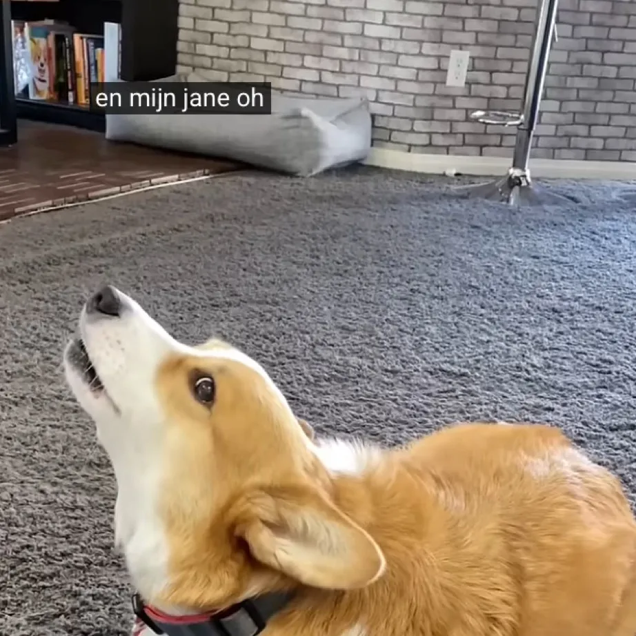 chat with ai character: Potato corgi