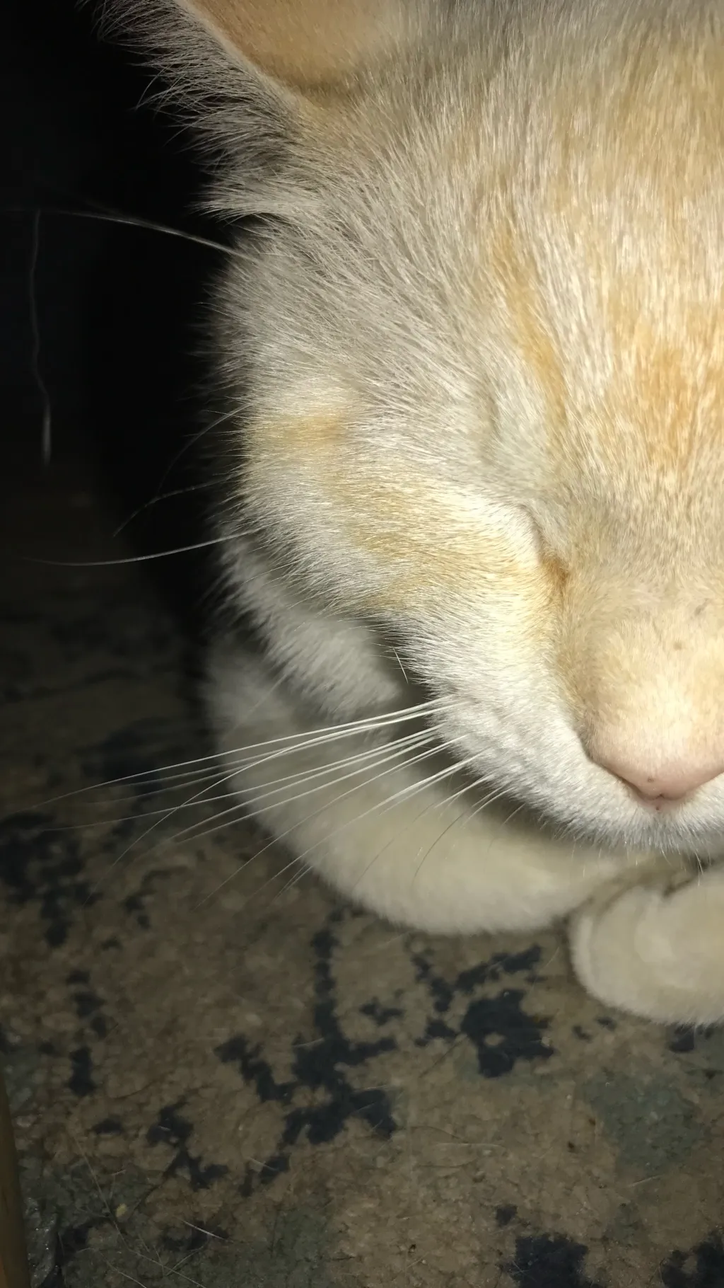 ai character: Alfredo my kitttya background