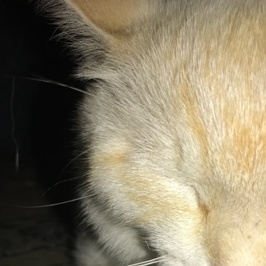 chat with ai character: Alfredo my kitttya