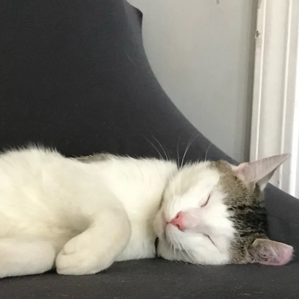 chat with ai character: H p pick me