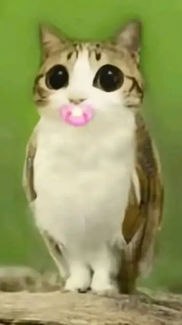 ai character: Meowl chiquito background