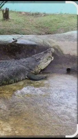 ai character: Lolong  background