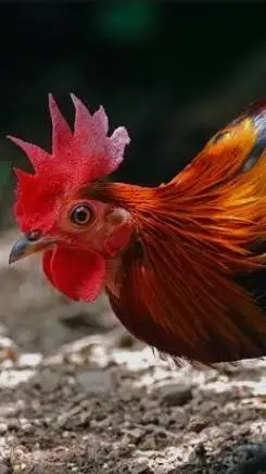ai character: The red junglefowl background