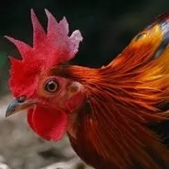chat with ai character: The red junglefowl