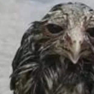 chat with ai character: sprunki sanmarcos