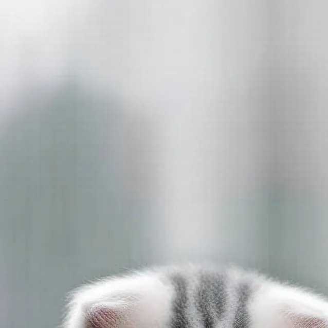 chat with ai character: gatito