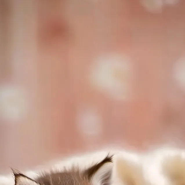 chat with ai character: dos gatitos bebés