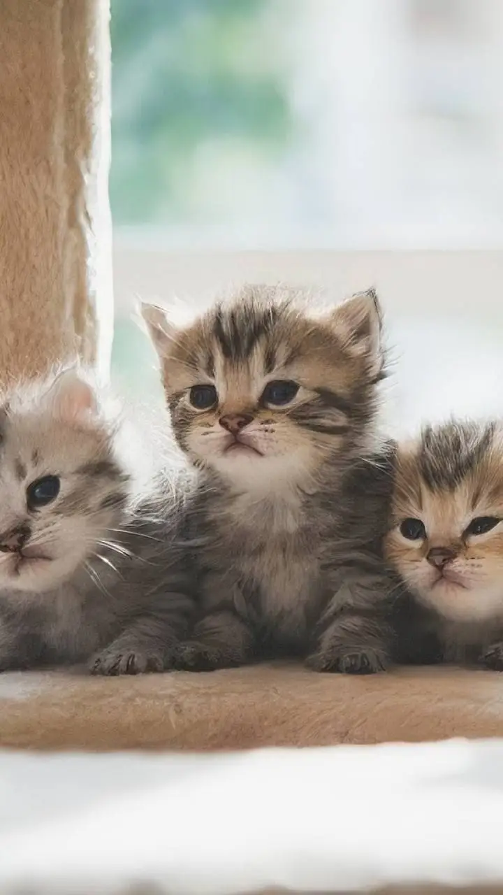 ai character: tres gatitos bebé background