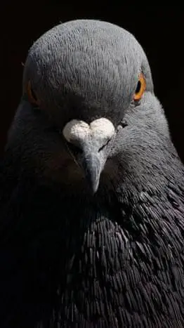 ai character: pigeon background
