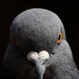 chat with ai character: pigeon