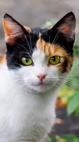 ai character: gatita cálico background