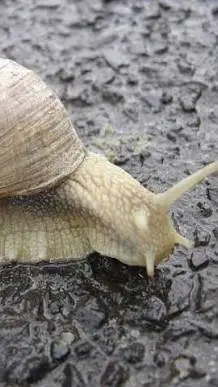 ai character: caracol 🐌 background