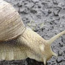 chat with ai character: caracol 🐌