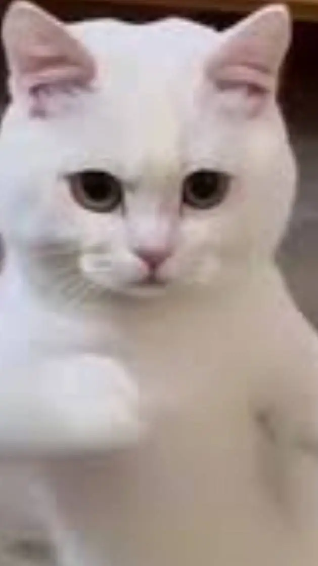 ai character: tu gato background