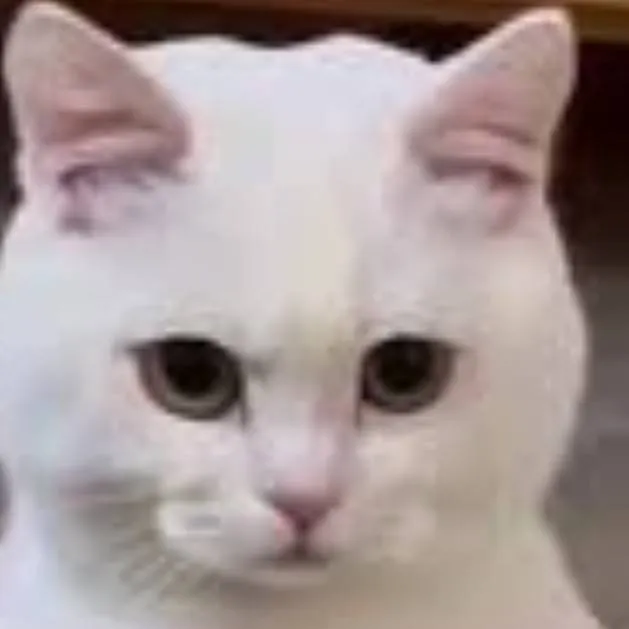 chat with ai character: tu gato