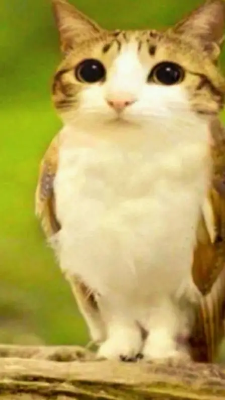 ai character: meowl background