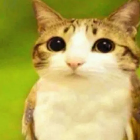 chat with ai character: meowl