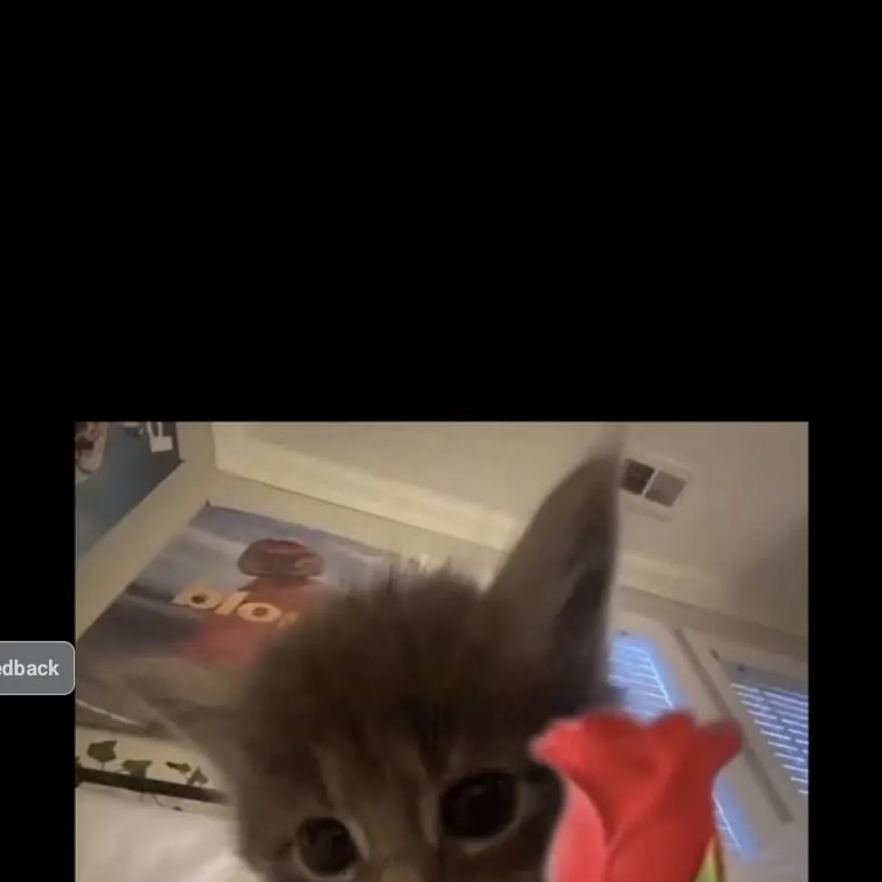 chat with ai character: halo,aaliyah,issy