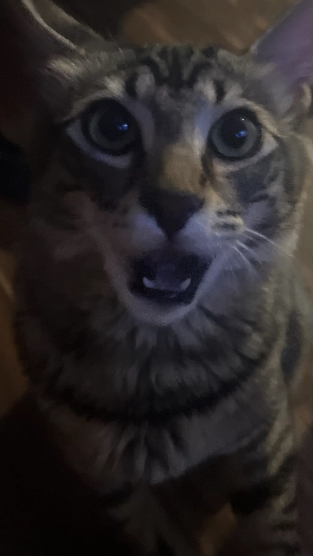 ai character: Your cat ￼ background