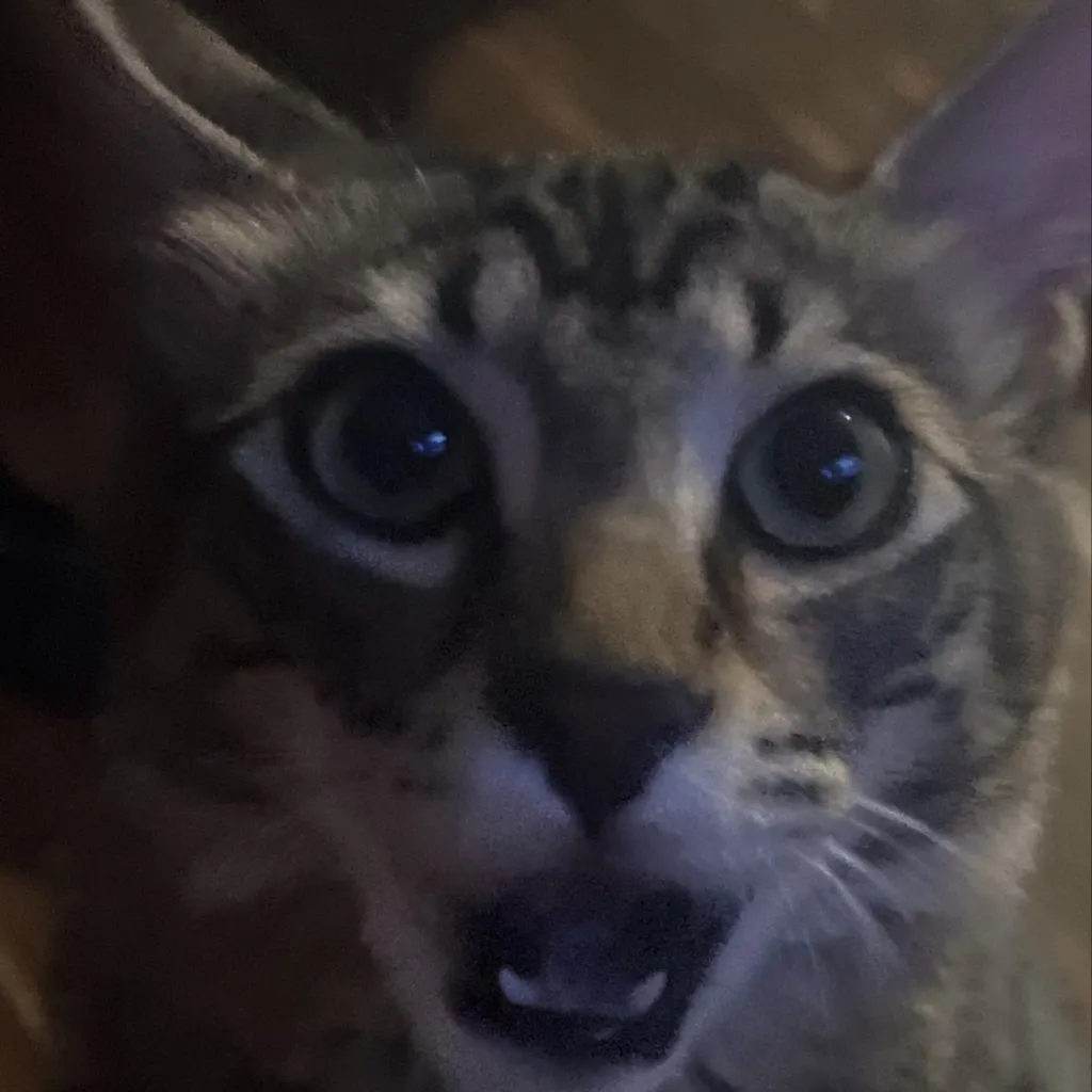 chat with ai character: Your cat ￼