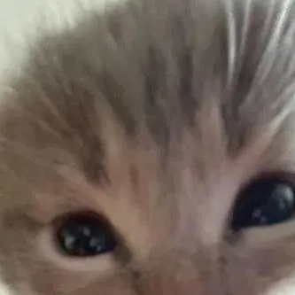 chat with ai character: IWAOI YaNdre:) 