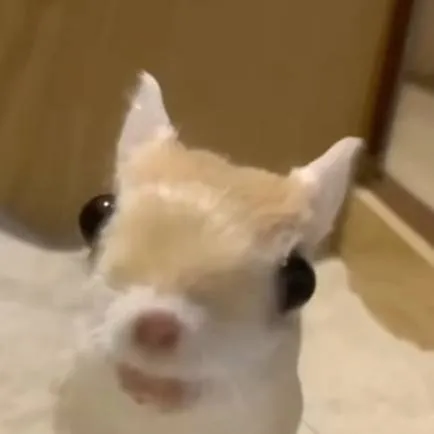 chat with ai character: my pet bobette
