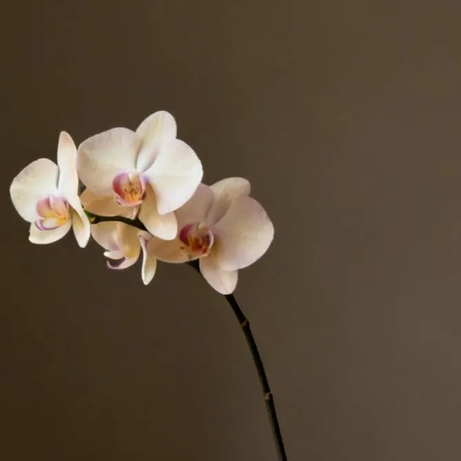 chat with ai character: 🌎🫧Dandy's World 🌎🫧