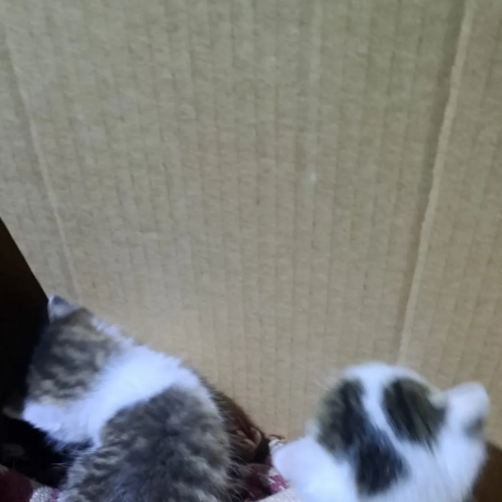 chat with ai character: Kny cat