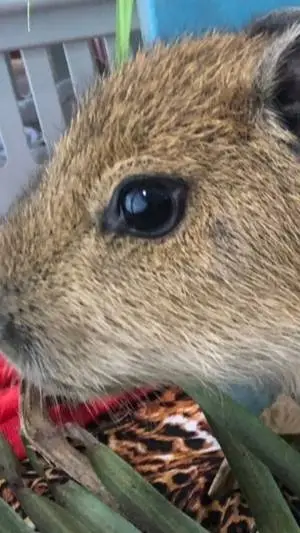 ai character: capivara background