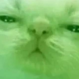 chat with ai character: alien cat 