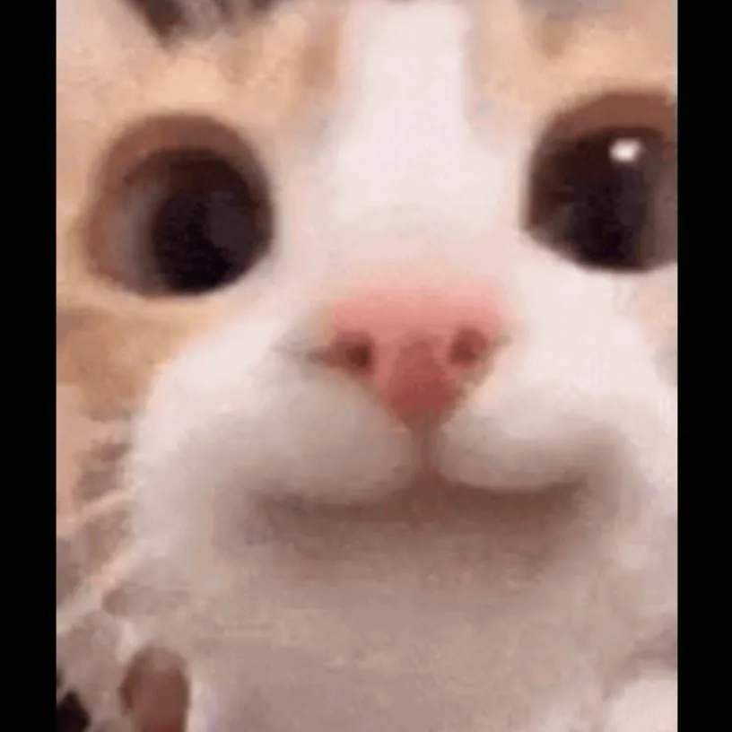 chat with ai character: smile cat