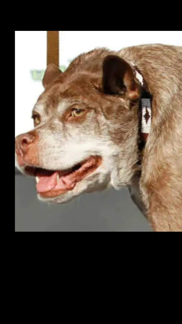 ai character: Dog background