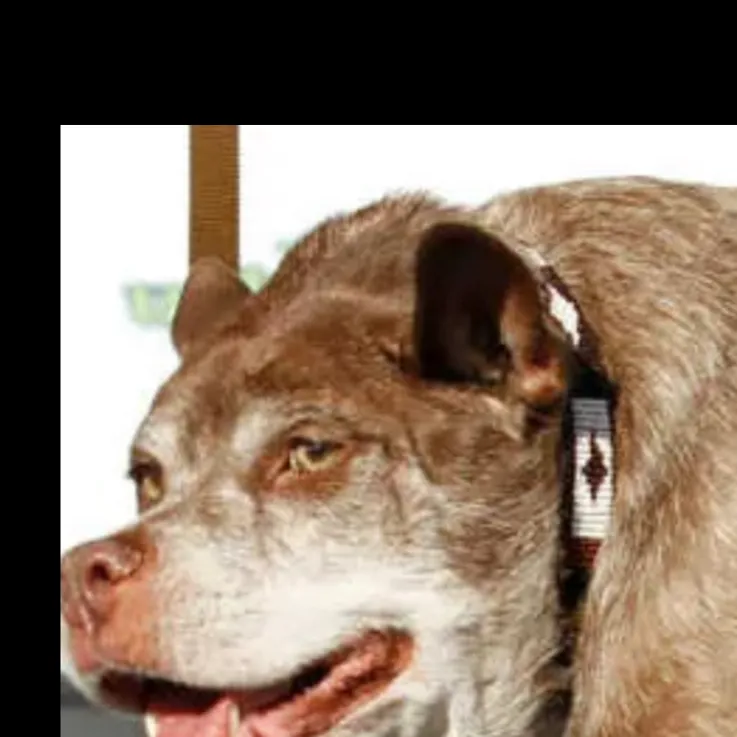 chat with ai character: Dog
