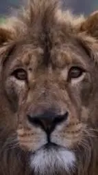 ai character: Lion Assad background