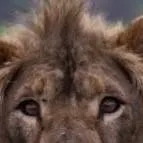 chat with ai character: Lion Assad