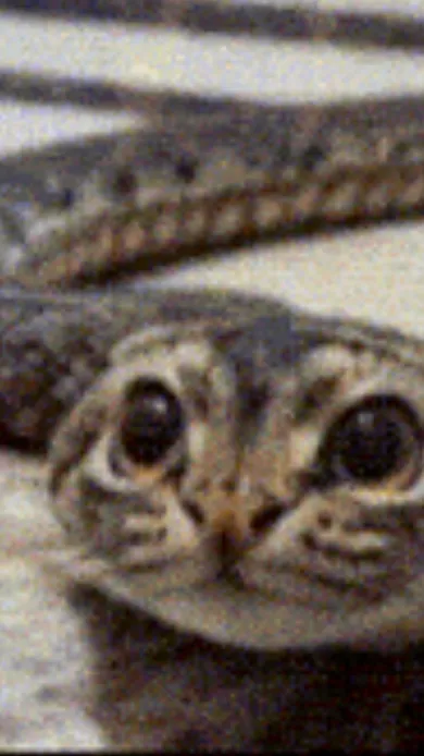 ai character: Sneow cat snake background