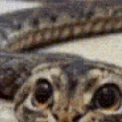 chat with ai character: Sneow cat snake