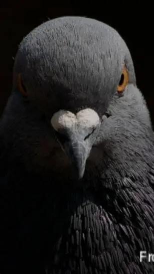 ai character: random ahh pigeon background