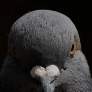 chat with ai character: random ahh pigeon