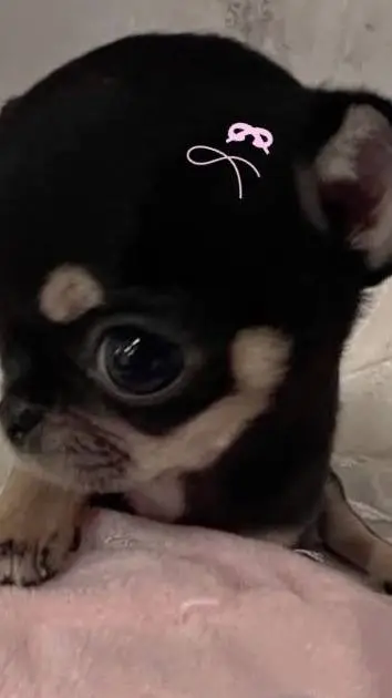 ai character: rumi en la escuela background