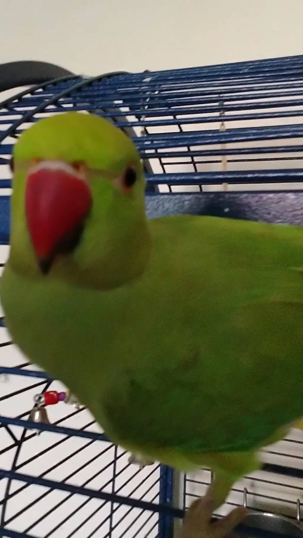 ai character: kiwi   background