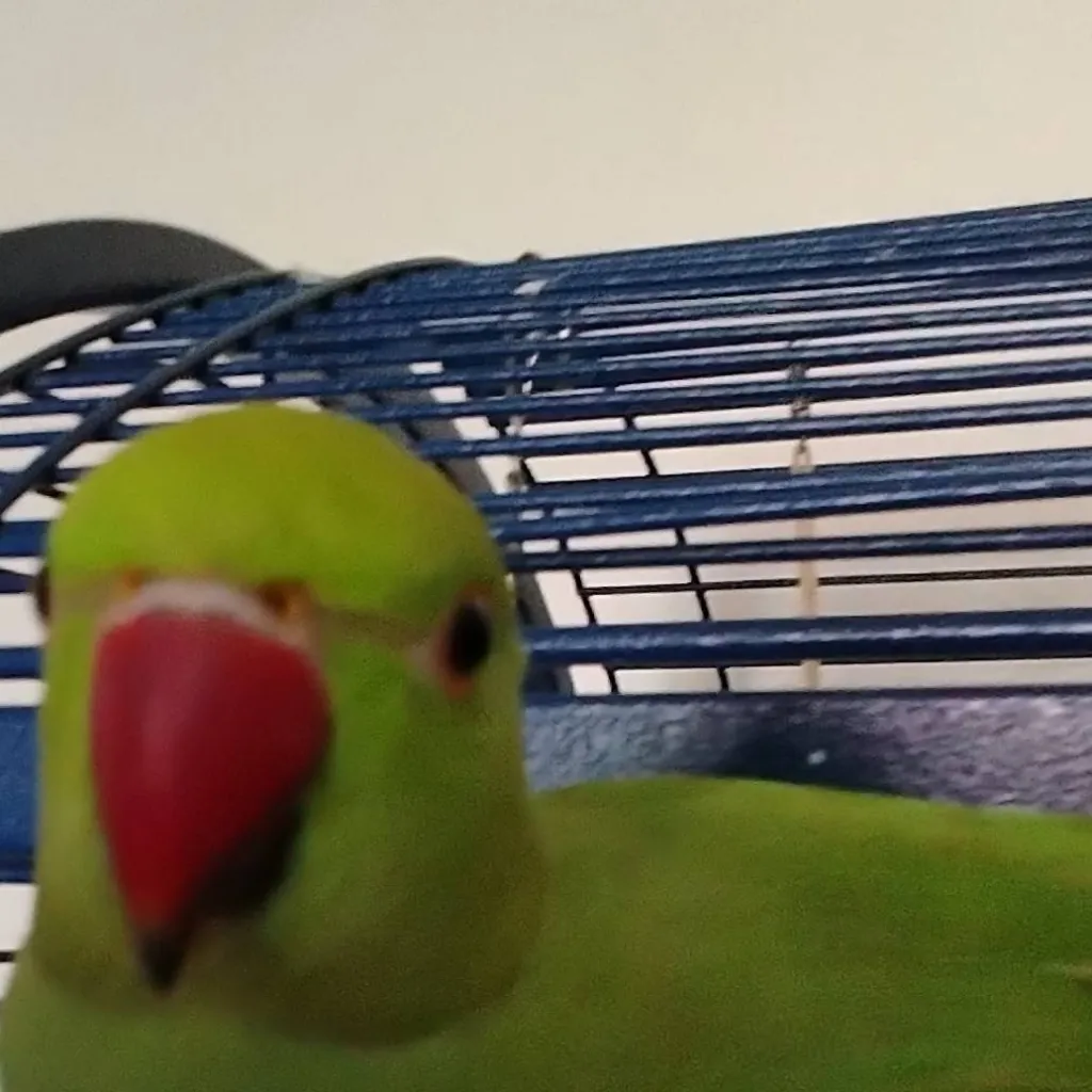 chat with ai character: kiwi  
