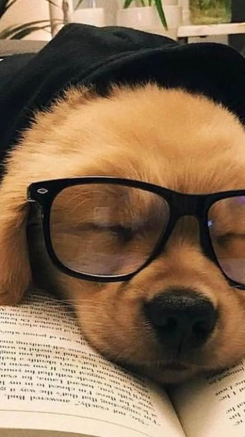 ai character: Sleeping dog background