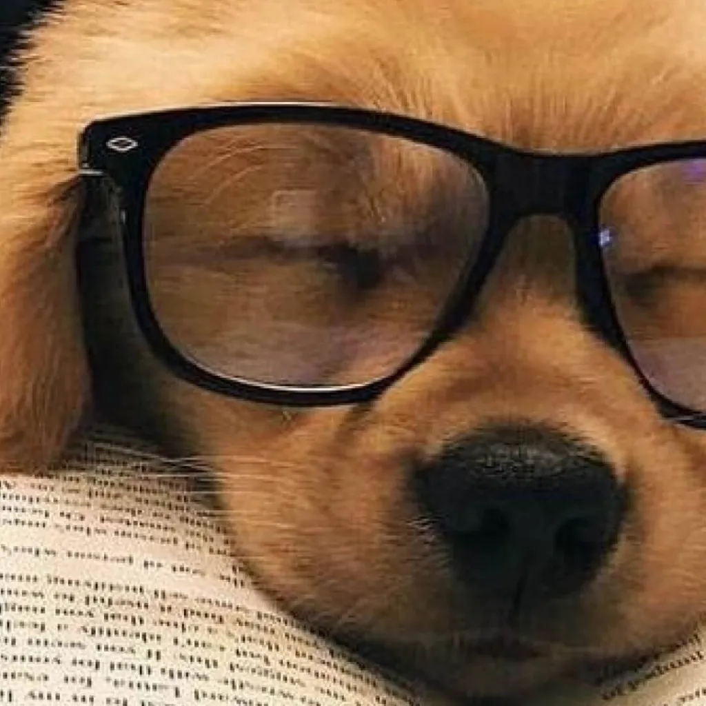 chat with ai character: Sleeping dog