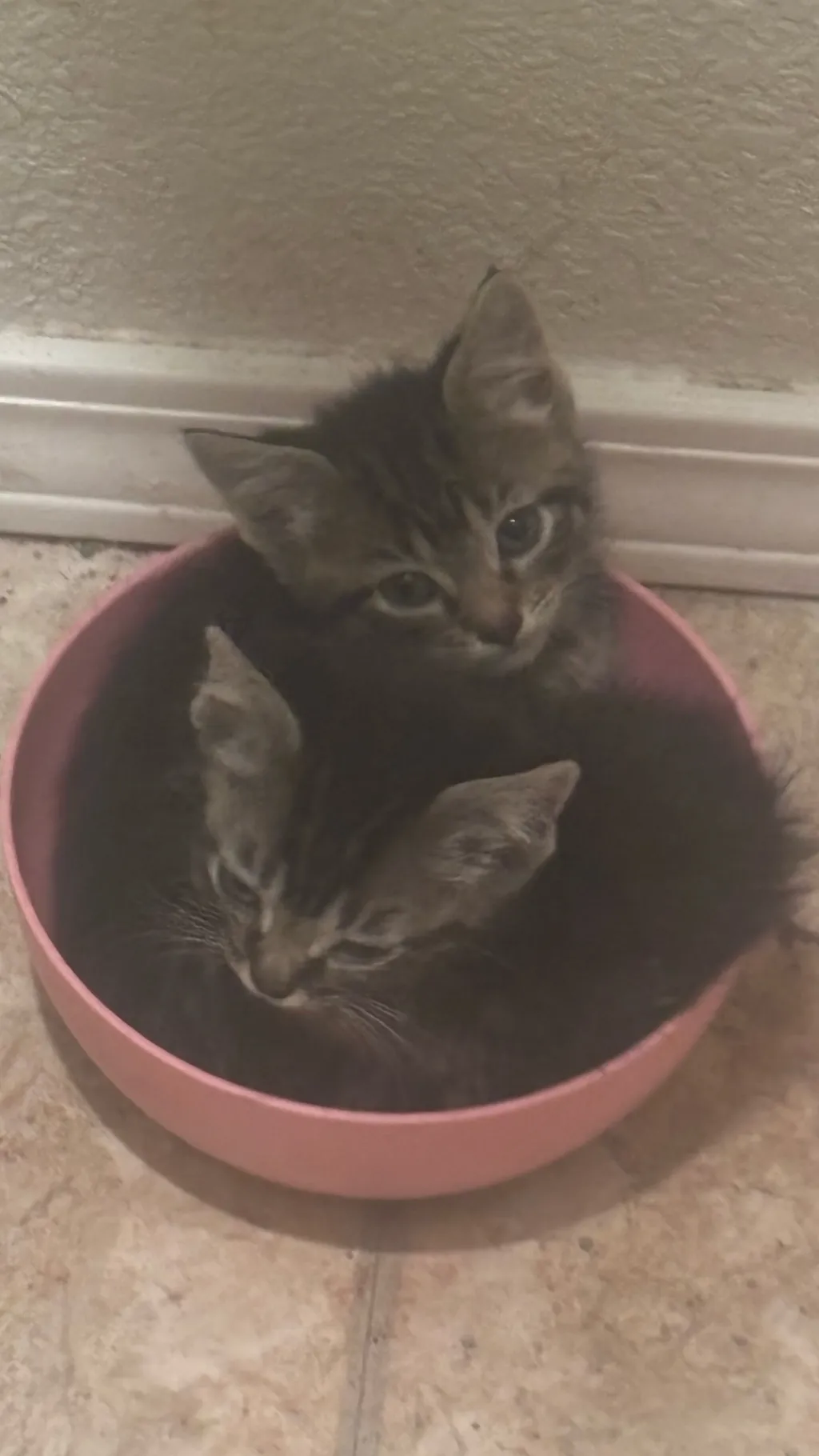 ai character: My kittens background